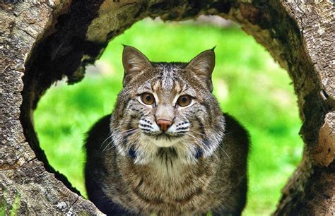 why are bobcats called